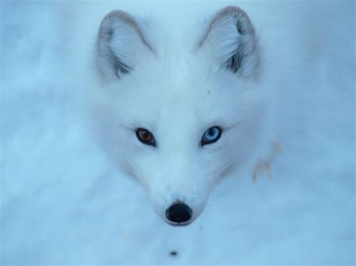 What is a white fox called?