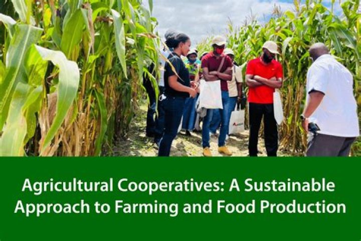 What is an agricultural marketing cooperative that helps members sell their products a service cooperative a producer cooperative a professional cooperative a consumer cooperative?