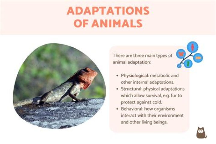 What is an example of adaptation in marketing?