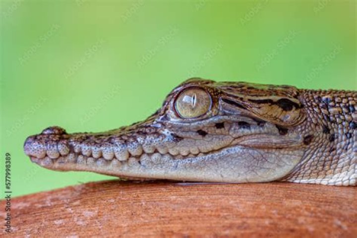 What is baby crocodile called?