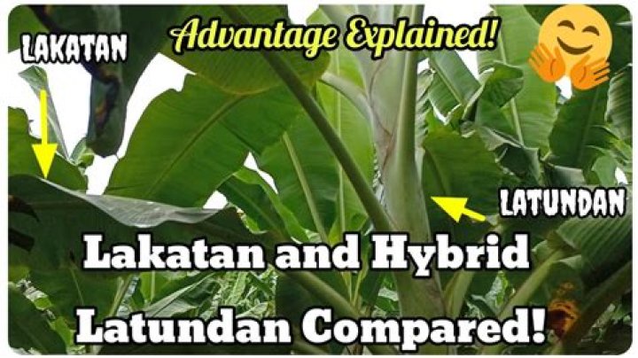 What is Lakatan and Latundan?