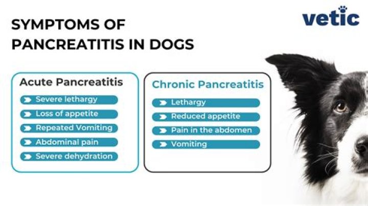 What is pancreatitis in dogs symptoms?