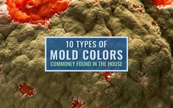 What is purple mold?