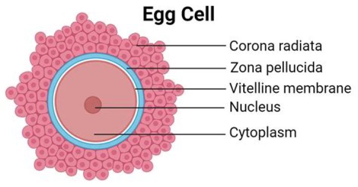 What is special about egg cell?