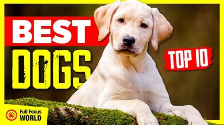 What is the best dog ever?