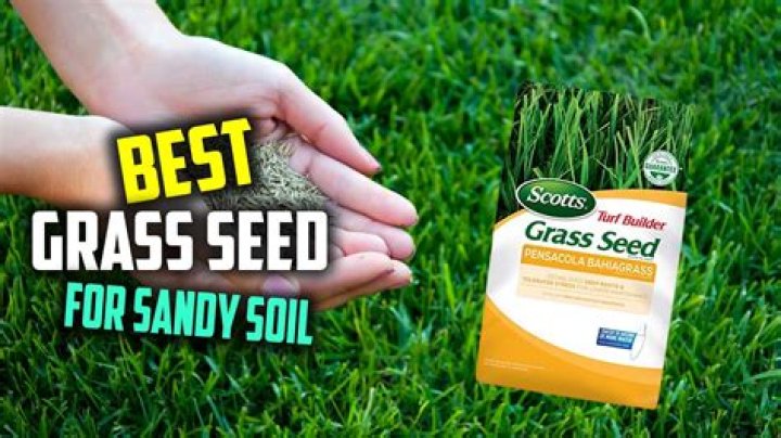 What is the best grass seed for patches?