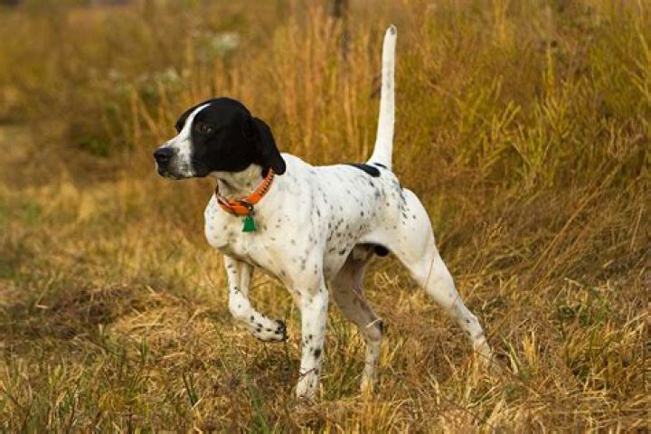What is the best hunting dog?