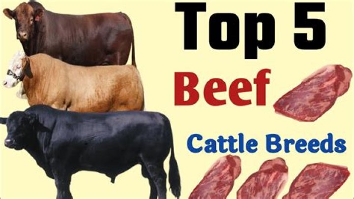 What is the best tasting beef?