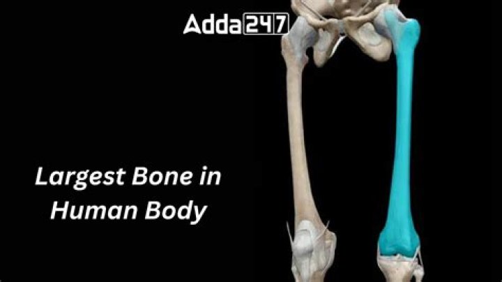 What is the biggest bone?