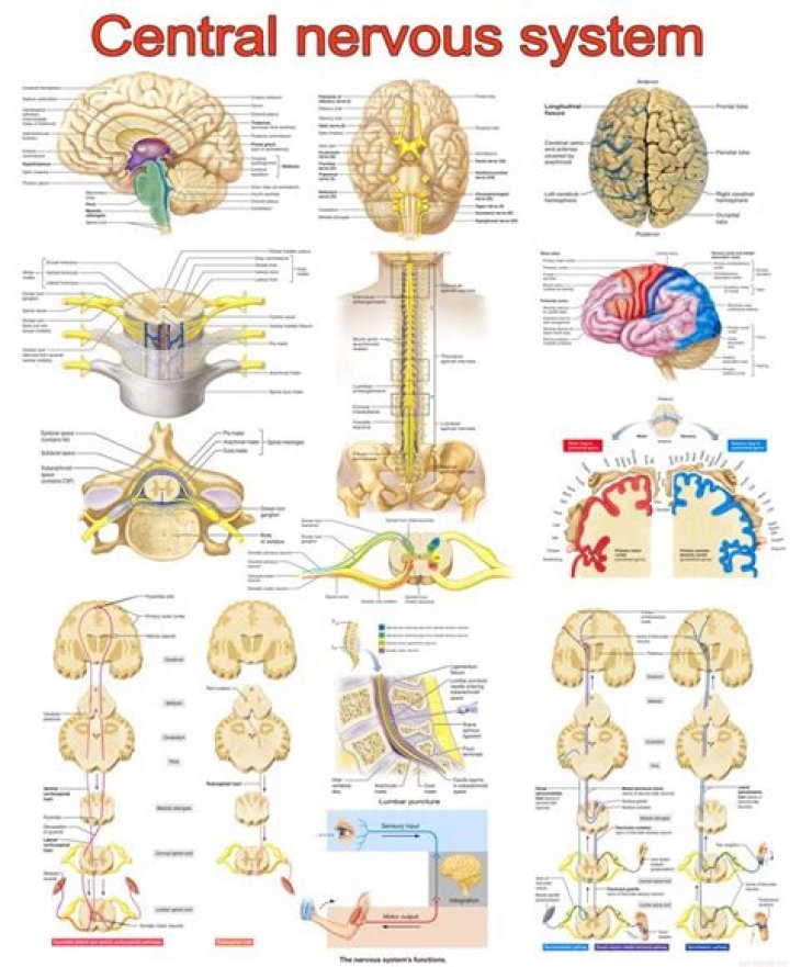 What is the central nervous system CNS composed of?