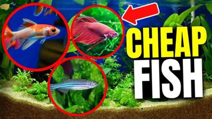 What is the cheapest fish to eat?