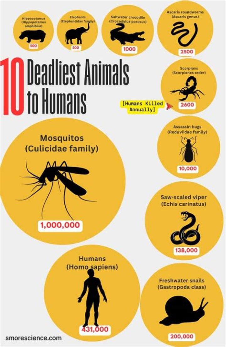 What is the deadliest animal in Italy?