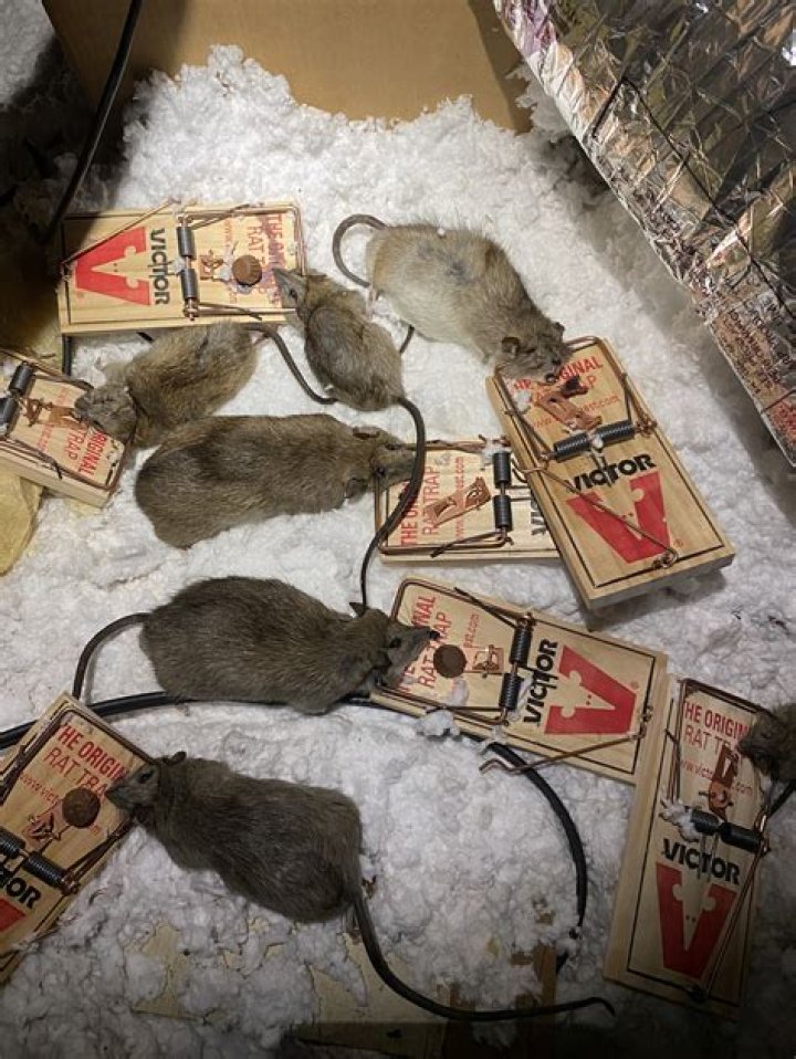 What is the fastest way to get rid of roof rats?