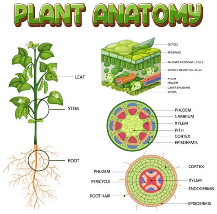 What is the function of a receptacle in a plant?