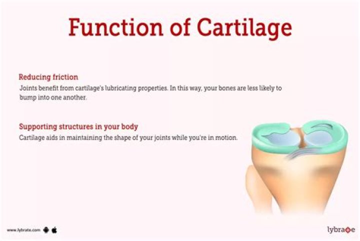 What is the function of the cartilage found at the end of long bones?