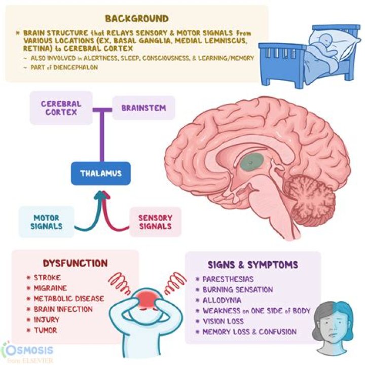 What is the function of the saliva?