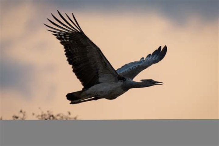 What is the heaviest bird in the world that can fly?