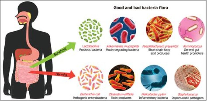 What is the job of bacteria in the gut?