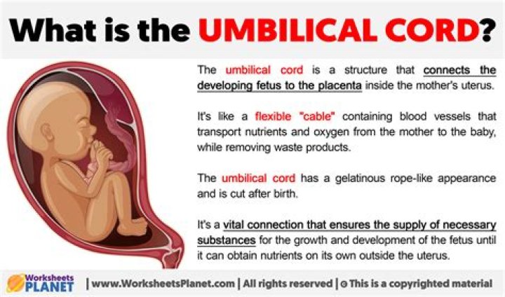 What is the job of the umbilical cord?