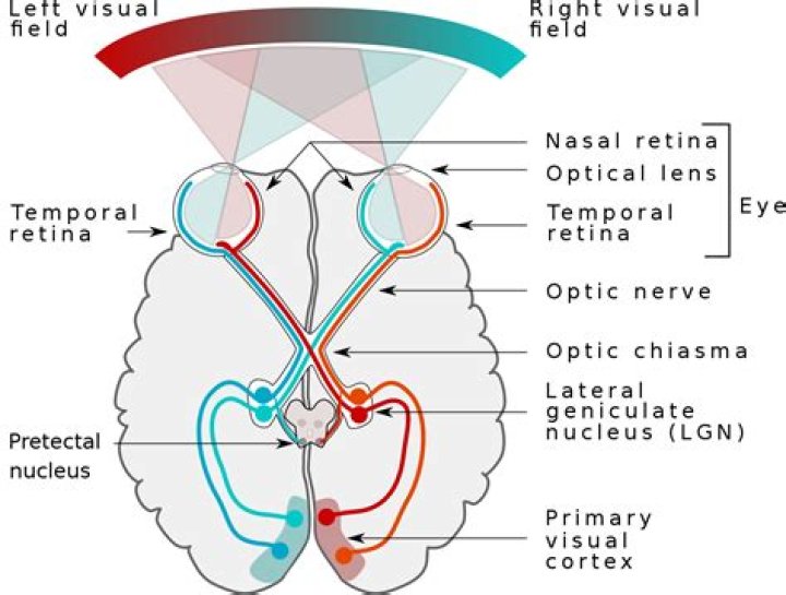 What is the LGN in the eye?