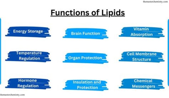 What is the main job for lipids?