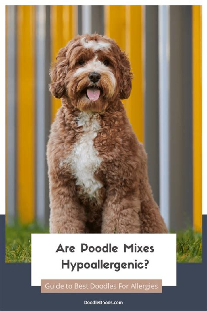What is the most hypoallergenic poodle mix?