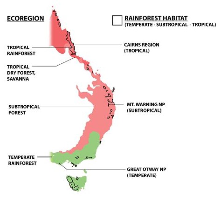What is the most important job of the tropical rainforest?