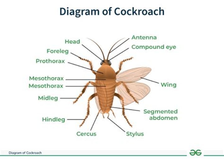 What is the name of blood of cockroach?