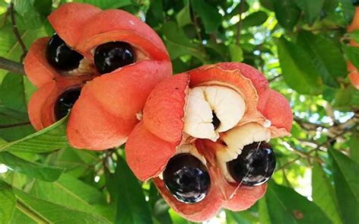 What is the national fruit of Jamaica?
