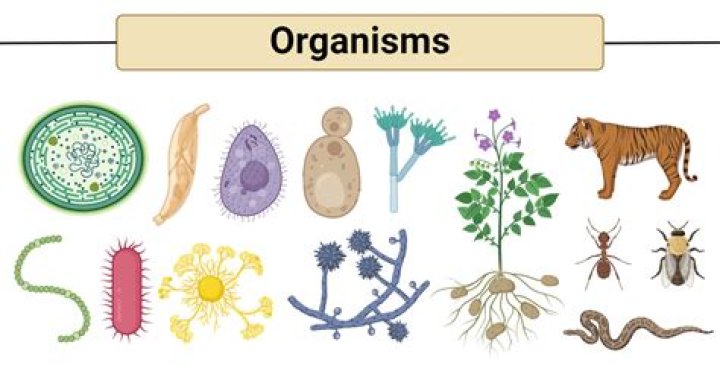 What is the organism produced by one or two parents called?