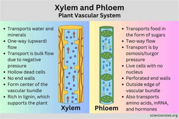 What is the phloem job?