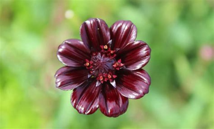 What is the rarest flower on earth?