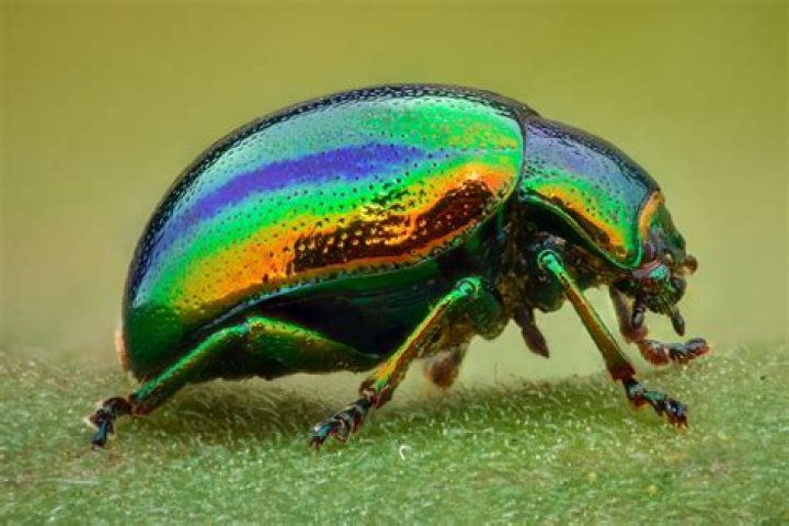 What is the tastiest insect?