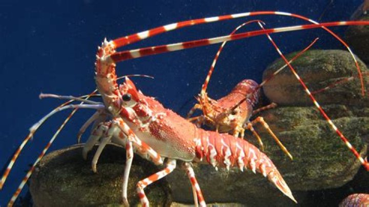What is the tastiest lobster?