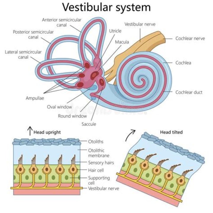 What is the vestibular window?