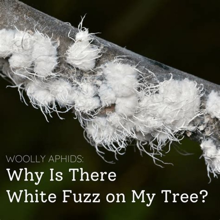What is the white stuff that ants carry?