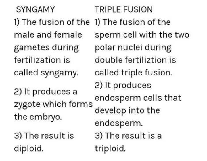 What is triple fusion?