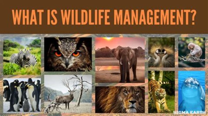 What is wildlife job?