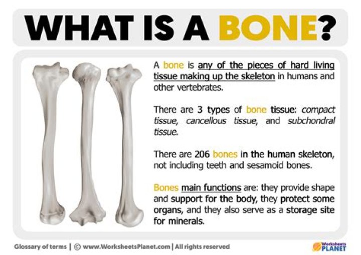 What job does the bone do in the body?