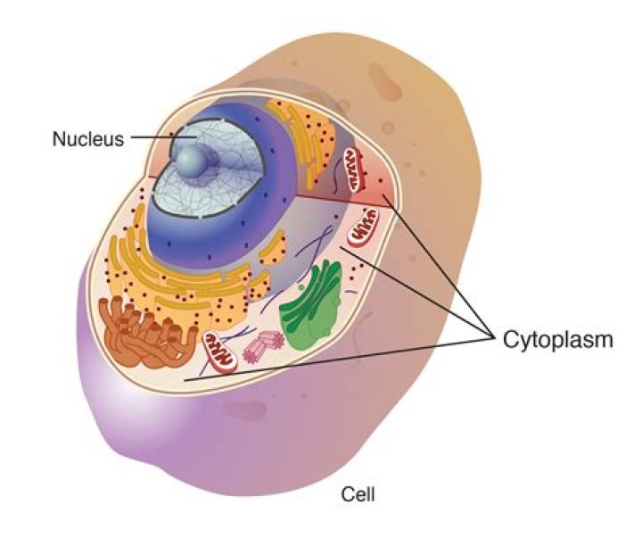 What job does the cytoplasm have?