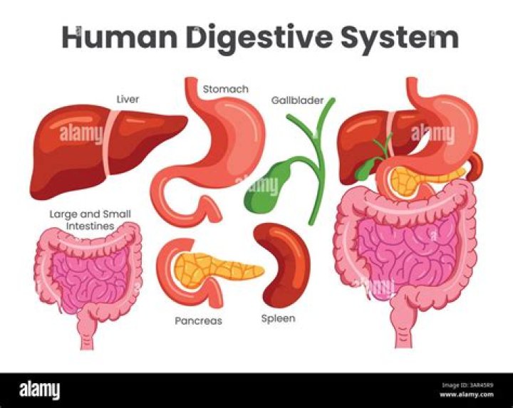What job does the stomach do in the digestive system?
