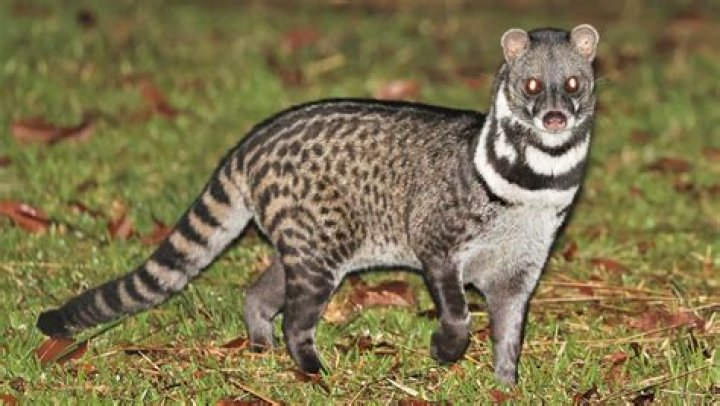 What kind of animal is a civet?