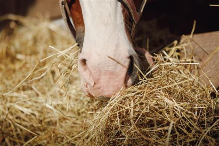 What kind of hay is not good for horses?