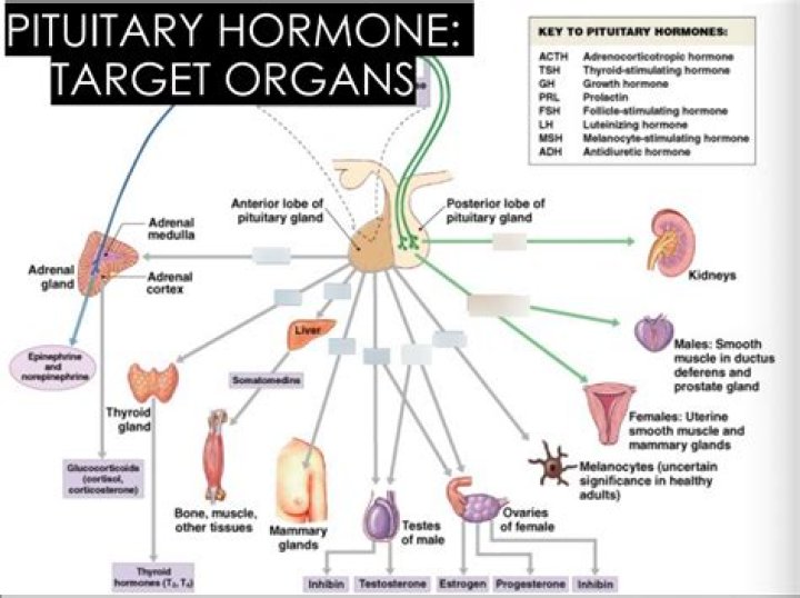 What organs does a pituitary tumor affect?