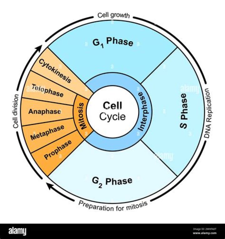 What phase does the cell grow and mature?