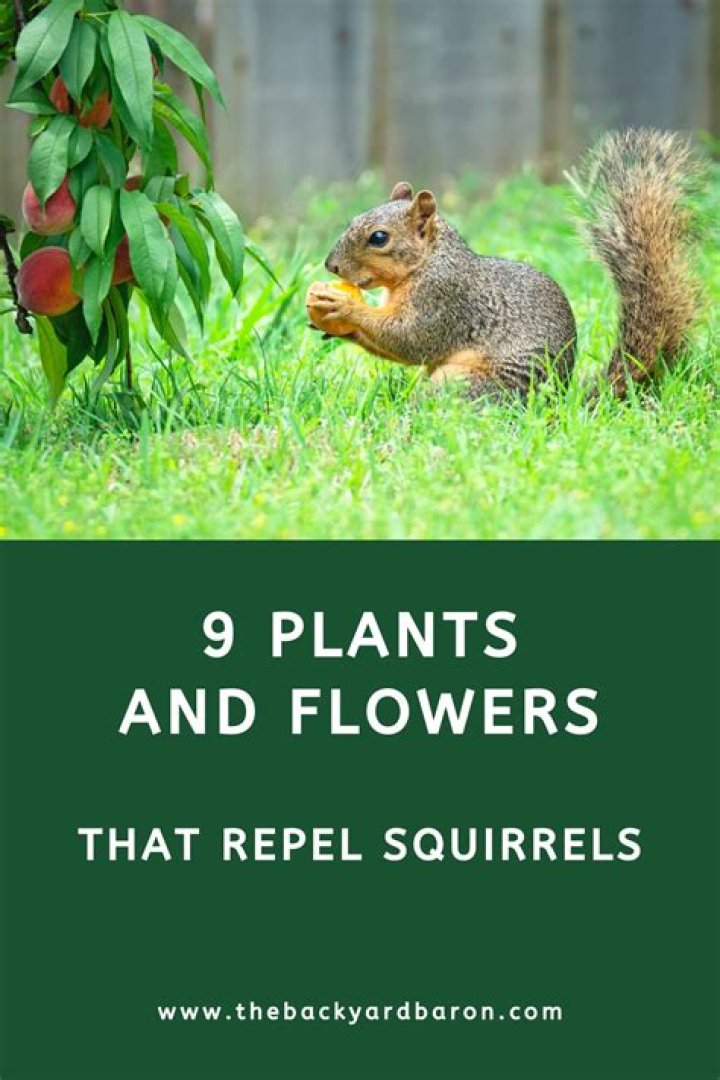 What plant will keep squirrels away?