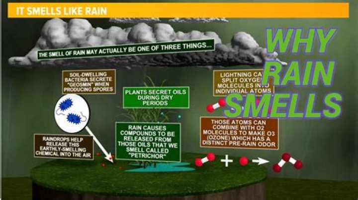 What smell makes happy?