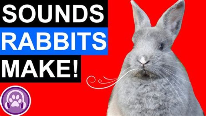 What sounds do rabbits hate?