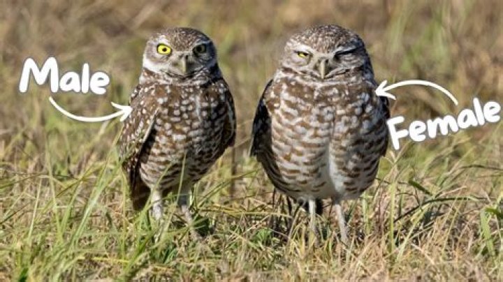 What species have larger females?