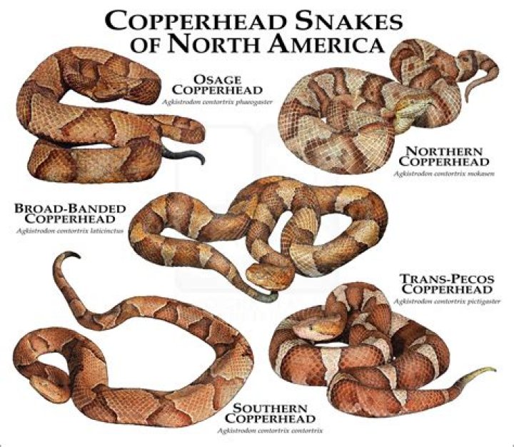 What states are copperheads found in?